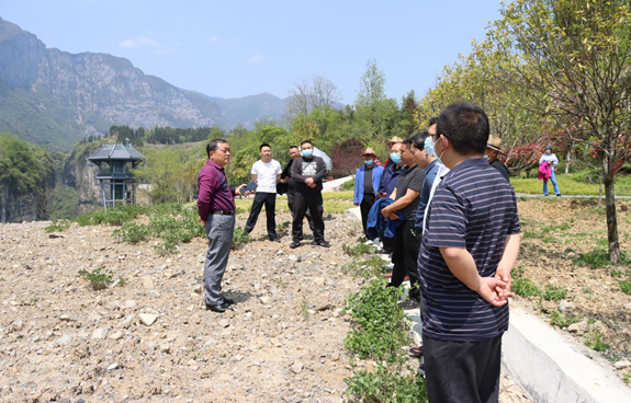 疫情当下，自力更生 ——大峡谷公司建设五十亩金丝皇菊基地